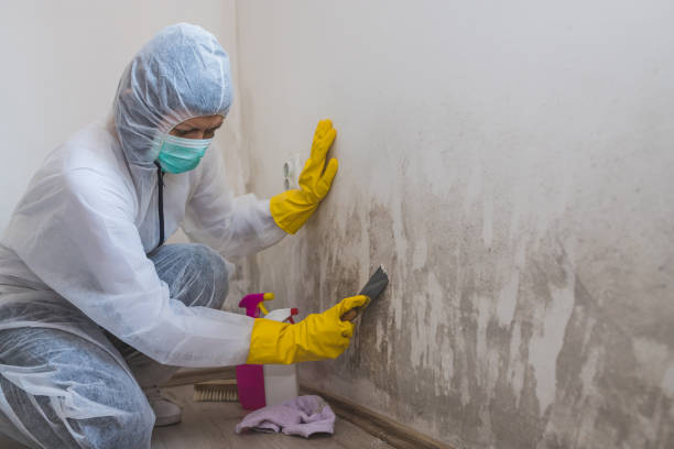 Best Certified Mold Removal  in Castleton On Hudson, NY