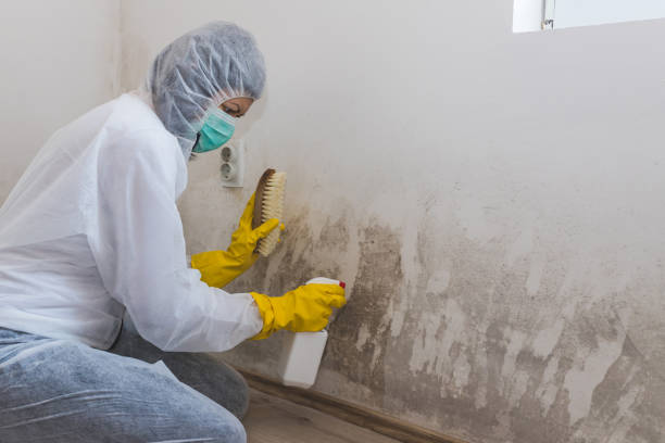 Best Residential Mold Removal  in Castleton On Hudson, NY