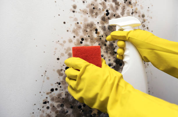 Best Professional Mold Removal  in Castleton On Hudson, NY